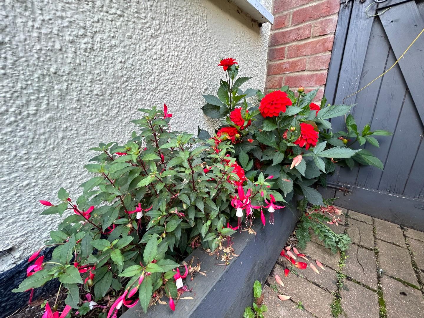 Mount Hill, Halstead Scott Maddison